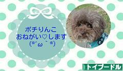にほんブログ村 犬ブログ トイプードルへ