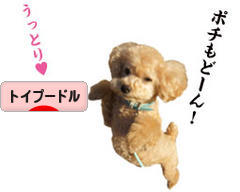 にほんブログ村 犬ブログ トイプードルへ