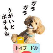 にほんブログ村 犬ブログ トイプードルへ