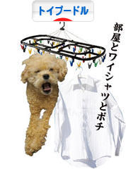 にほんブログ村 犬ブログ トイプードルへ