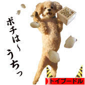にほんブログ村 犬ブログ トイプードルへ
