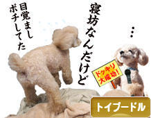 にほんブログ村 犬ブログ トイプードルへ