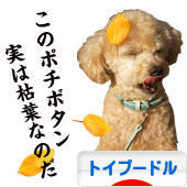 にほんブログ村 犬ブログ トイプードルへ