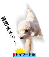 にほんブログ村 犬ブログ トイプードルへ