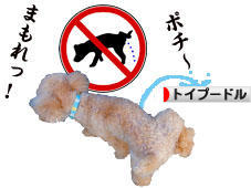 にほんブログ村 犬ブログ トイプードルへ