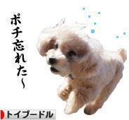 にほんブログ村 犬ブログ トイプードルへ
