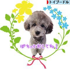 にほんブログ村 犬ブログ トイプードルへ