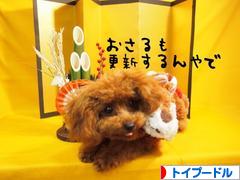 にほんブログ村 犬ブログ トイプードルへ