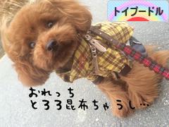 にほんブログ村 犬ブログ トイプードルへ