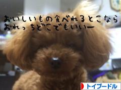 にほんブログ村 犬ブログ トイプードルへ