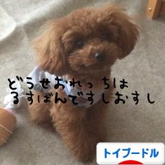 にほんブログ村 犬ブログ トイプードルへ