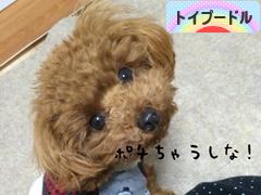 にほんブログ村 犬ブログ トイプードルへ