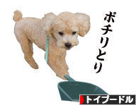 にほんブログ村 犬ブログ トイプードルへ