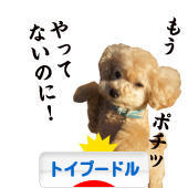 にほんブログ村 犬ブログ トイプードルへ