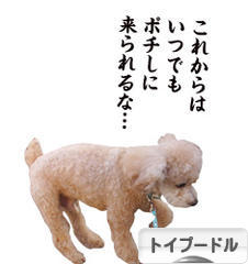 にほんブログ村 犬ブログ トイプードルへ