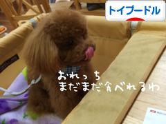 にほんブログ村 犬ブログ トイプードルへ