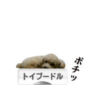 にほんブログ村 犬ブログ トイプードルへ