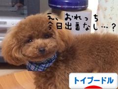 にほんブログ村 犬ブログ トイプードルへ