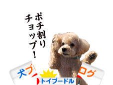 にほんブログ村 犬ブログ トイプードルへ