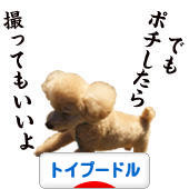 にほんブログ村 犬ブログ トイプードルへ
