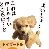 にほんブログ村 犬ブログ トイプードルへ