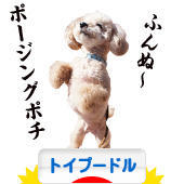 にほんブログ村 犬ブログ トイプードルへ