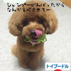 にほんブログ村 犬ブログ トイプードルへ