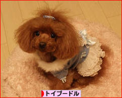 にほんブログ村 犬ブログ トイプードルへ