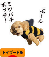 にほんブログ村 犬ブログ トイプードルへ