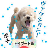 にほんブログ村 犬ブログ トイプードルへ