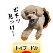 にほんブログ村 犬ブログ トイプードルへ