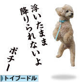 にほんブログ村 犬ブログ トイプードルへ