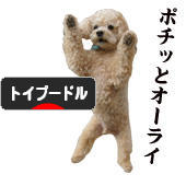 にほんブログ村 犬ブログ トイプードルへ