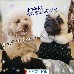 にほんブログ村 犬ブログ トイプードルへ