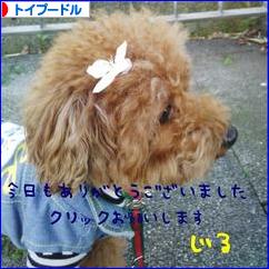 にほんブログ村 犬ブログ トイプードルへ