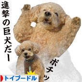 にほんブログ村 犬ブログ トイプードルへ