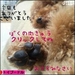 にほんブログ村 犬ブログ トイプードルへ