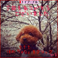 にほんブログ村 犬ブログ トイプードルへ