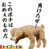 にほんブログ村 犬ブログ トイプードルへ