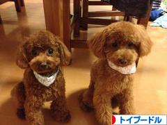 にほんブログ村 犬ブログ トイプードルへ