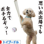 にほんブログ村 犬ブログ トイプードルへ