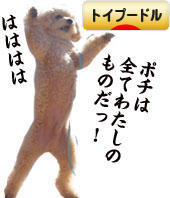 にほんブログ村 犬ブログ トイプードルへ