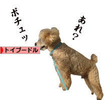 にほんブログ村 犬ブログ トイプードルへ