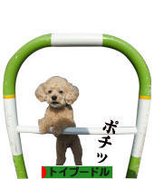 にほんブログ村 犬ブログ トイプードルへ