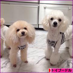 にほんブログ村 犬ブログ トイプードルへ