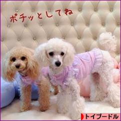 にほんブログ村 犬ブログ トイプードルへ
