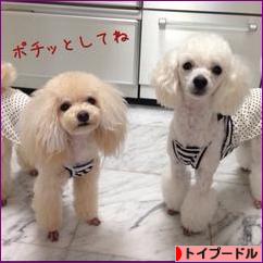 にほんブログ村 犬ブログ トイプードルへ