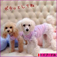 にほんブログ村 犬ブログ トイプードルへ