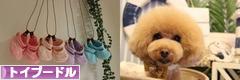 にほんブログ村 犬ブログ トイプードルへ