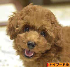 にほんブログ村 犬ブログ トイプードルへ